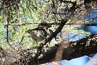 07tokaimg_1_m_thumb.jpg